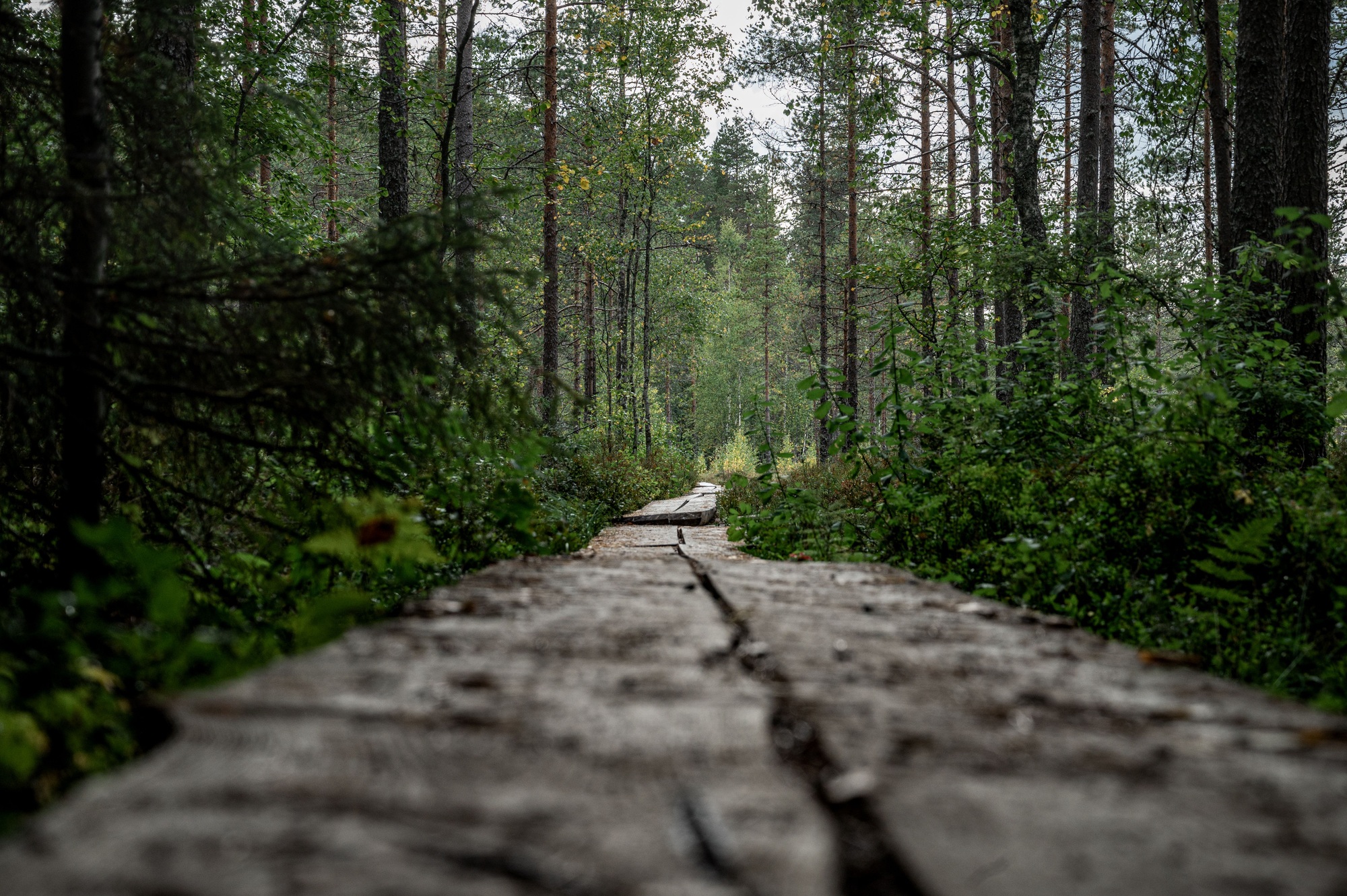 Landscape view of a path surrounded by trees. Finland nature