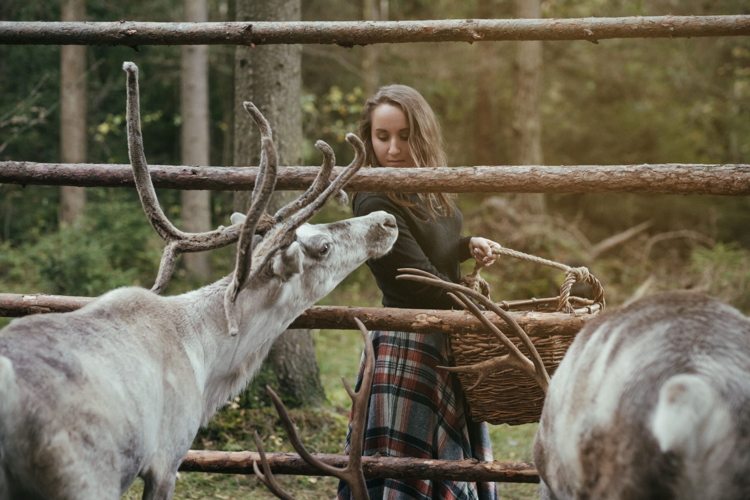 woman-feeding-reindeer-in-farm-2024-10-14-22-14-46-utc